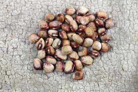 ‘Amish Nuttle’ bean